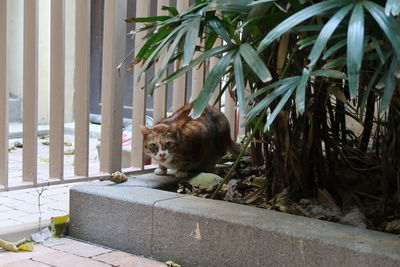 Cat looking away outdoors