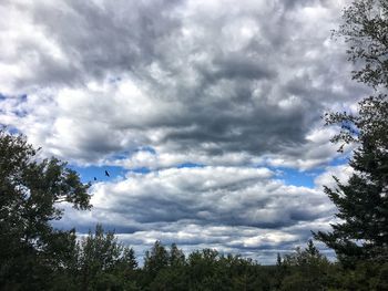Low angle view of trees against sky