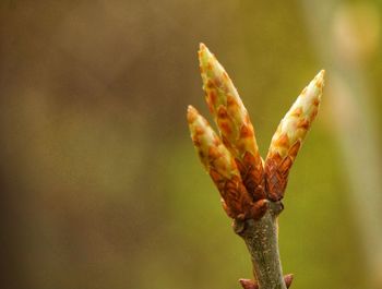 Close-up of flower buds growing outdoors