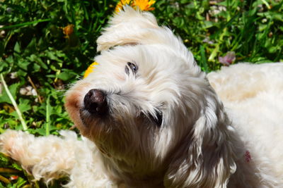 Close-up portrait of a dog