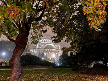 Trees in park at night