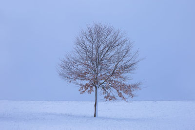 Bare tree on snow covered field against clear blue sky