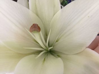 Close-up of white flower