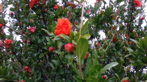 Close-up of red flowers blooming on tree