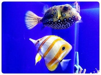 Close-up of fish swimming in aquarium