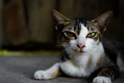 Close-up portrait of tabby cat