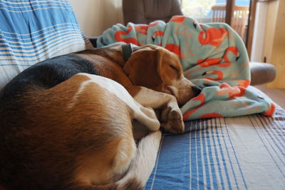 Dog relaxing at home