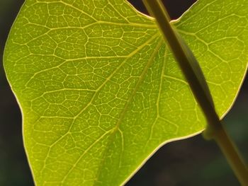 Close-up of green leaves