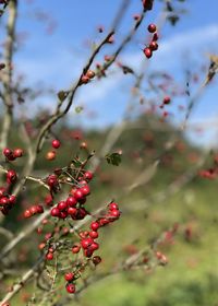 Close-up of red berries growing on tree