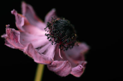 Close-up of pink rose over black background