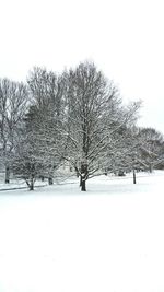 Bare trees on snow covered landscape