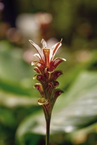 Close-up of flowering plant