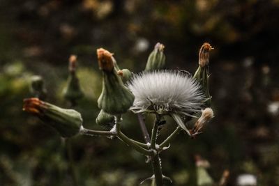 Close-up of bud on plant