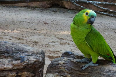 Close-up of parrot perching on wood