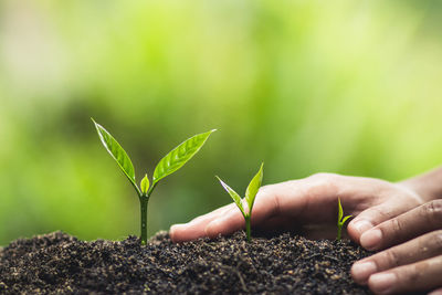 Cropped hands touching seedlings