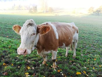 Cows standing on field