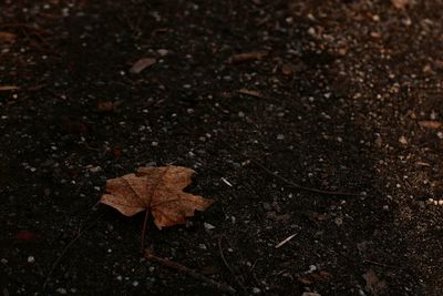 High angle view of maple leaf