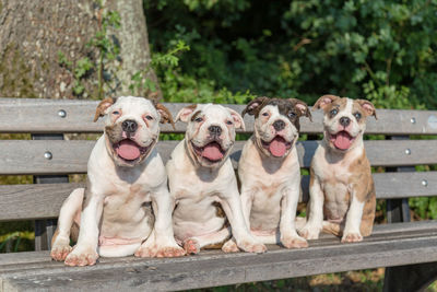 Portrait of dogs sitting on bench