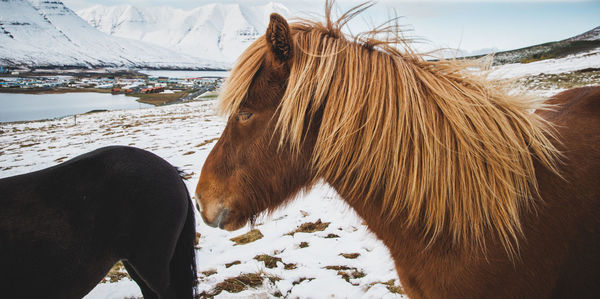 View of a horse on snow