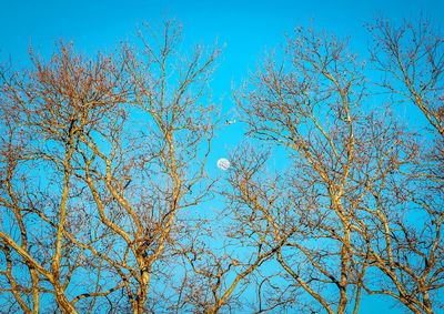 Low angle view of bare trees against blue sky