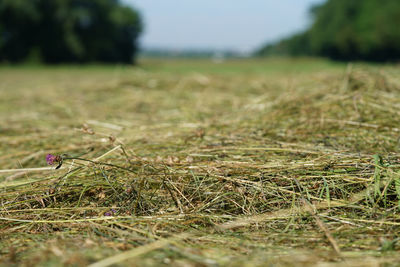 Close-up of dry grass on field