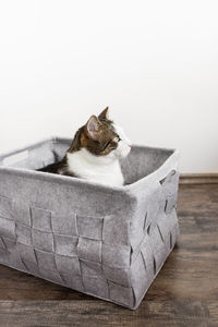 Cute domestic cat sitting in cozy gray felt basket, fall or winter season. white wall copy space