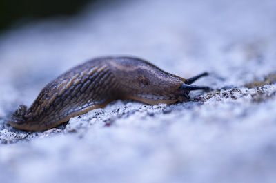 Close-up of a rock