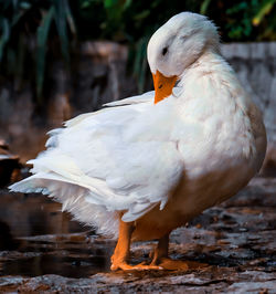 A beautiful duck captured while taking a bath near a pond.