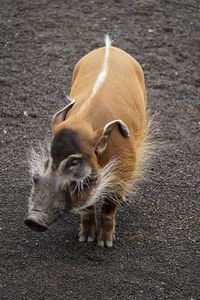 High angle view of pig on street