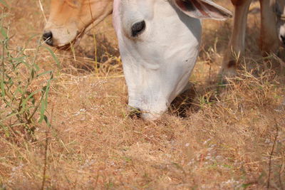 Cow  grazing in a field , portrait of white cow