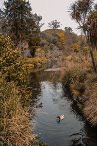 View of ducks swimming in lake