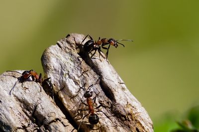 Close-up of insect on leaf