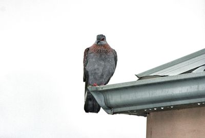 Low angle view of bird perching against clear sky