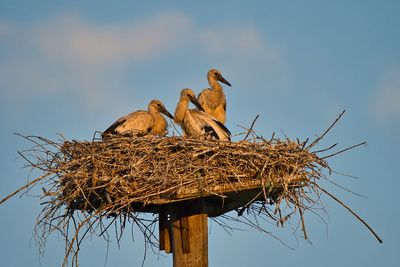 Low angle view of birds perching on nest against sky