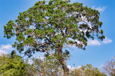 Low angle view of tree against blue sky