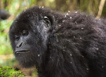 Close-up of gorilla in forest