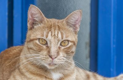 Close-up portrait of cat