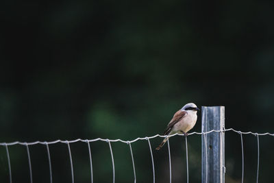 Close-up of bird perching on railing