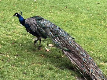 View of a bird on field