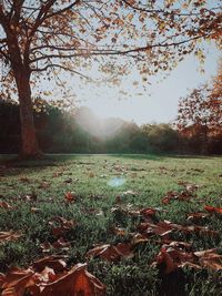 Scenic view of field against sky during autumn