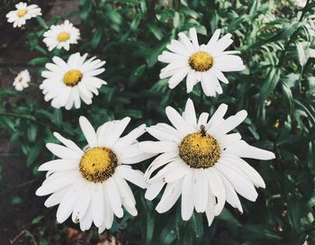 High angle view of white daisy flowers