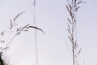plant