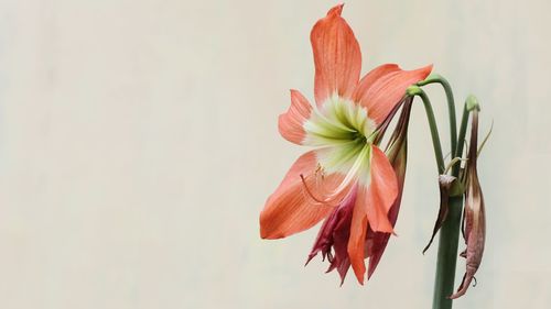 Close-up of red lily flowers