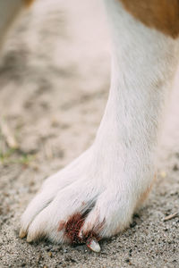 Close-up of dog