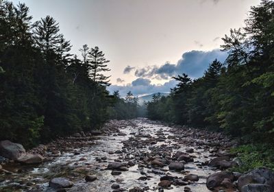 Scenic view of forest against sky during sunset