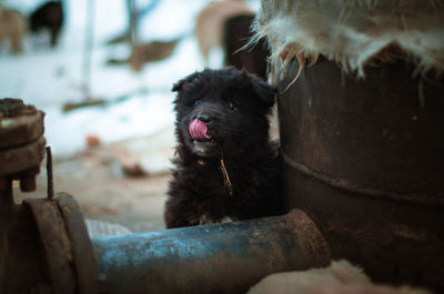 Close-up of a dog