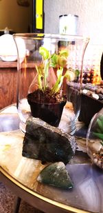 Close-up of potted plant on table