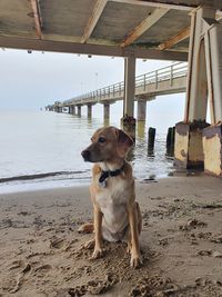 Dog standing on beach