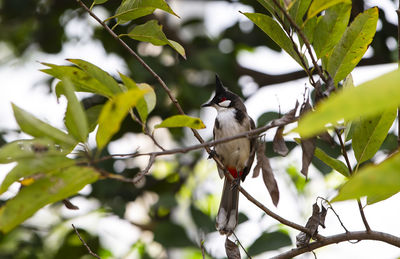 Red whiskered bulbul bird on a branch