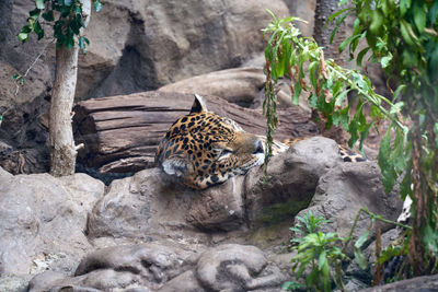 lions relaxing